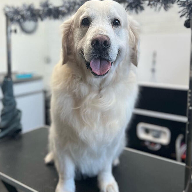 Mucky Paws Dog groomers