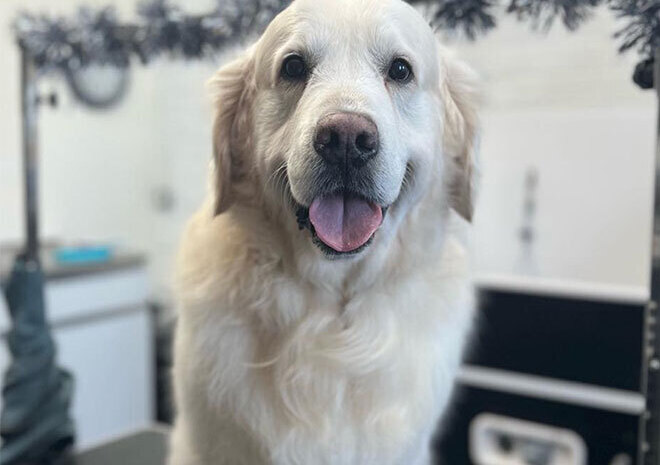 Mucky Paws Dog groomers