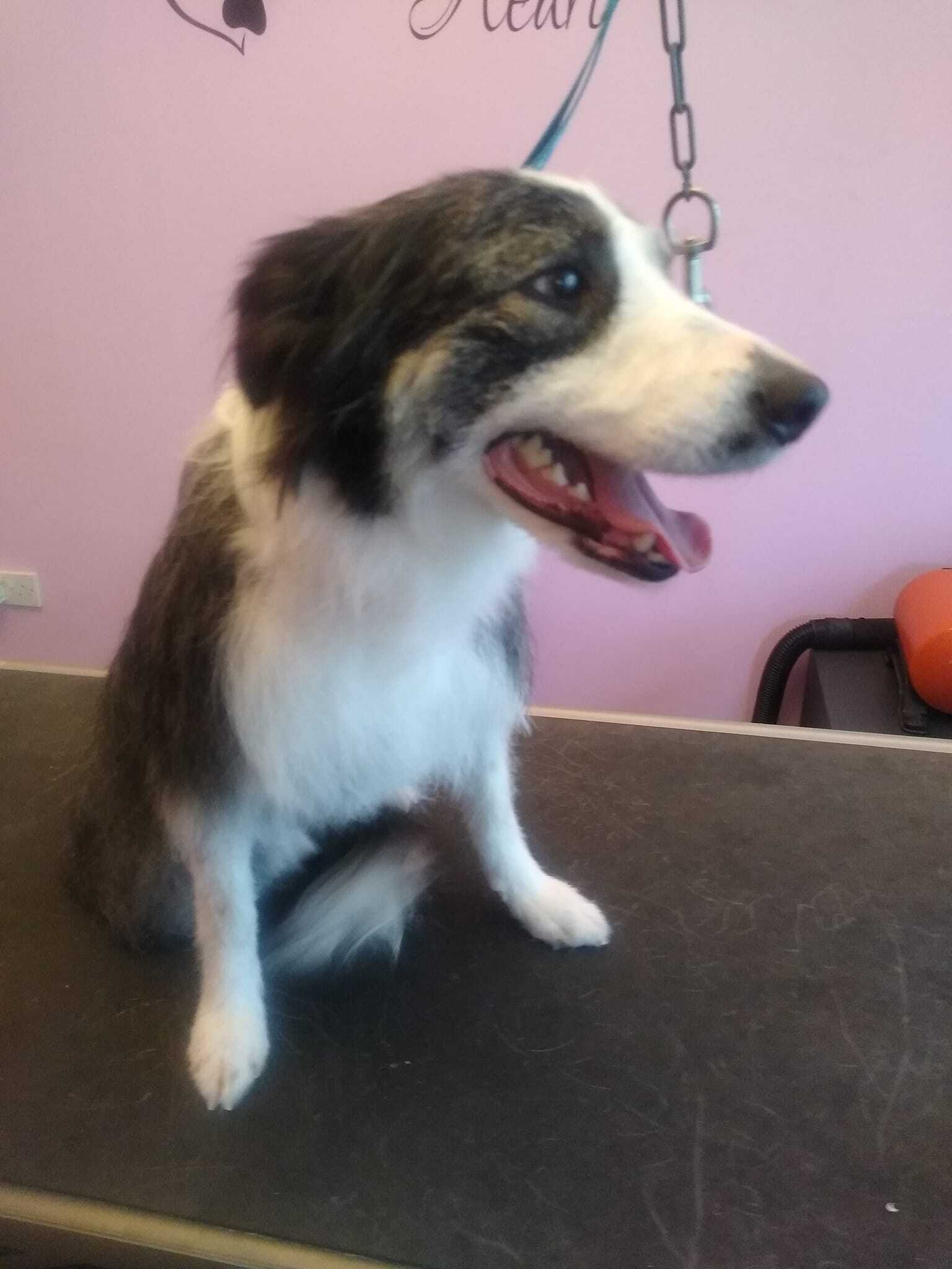 SalonK9 Holistic Spa