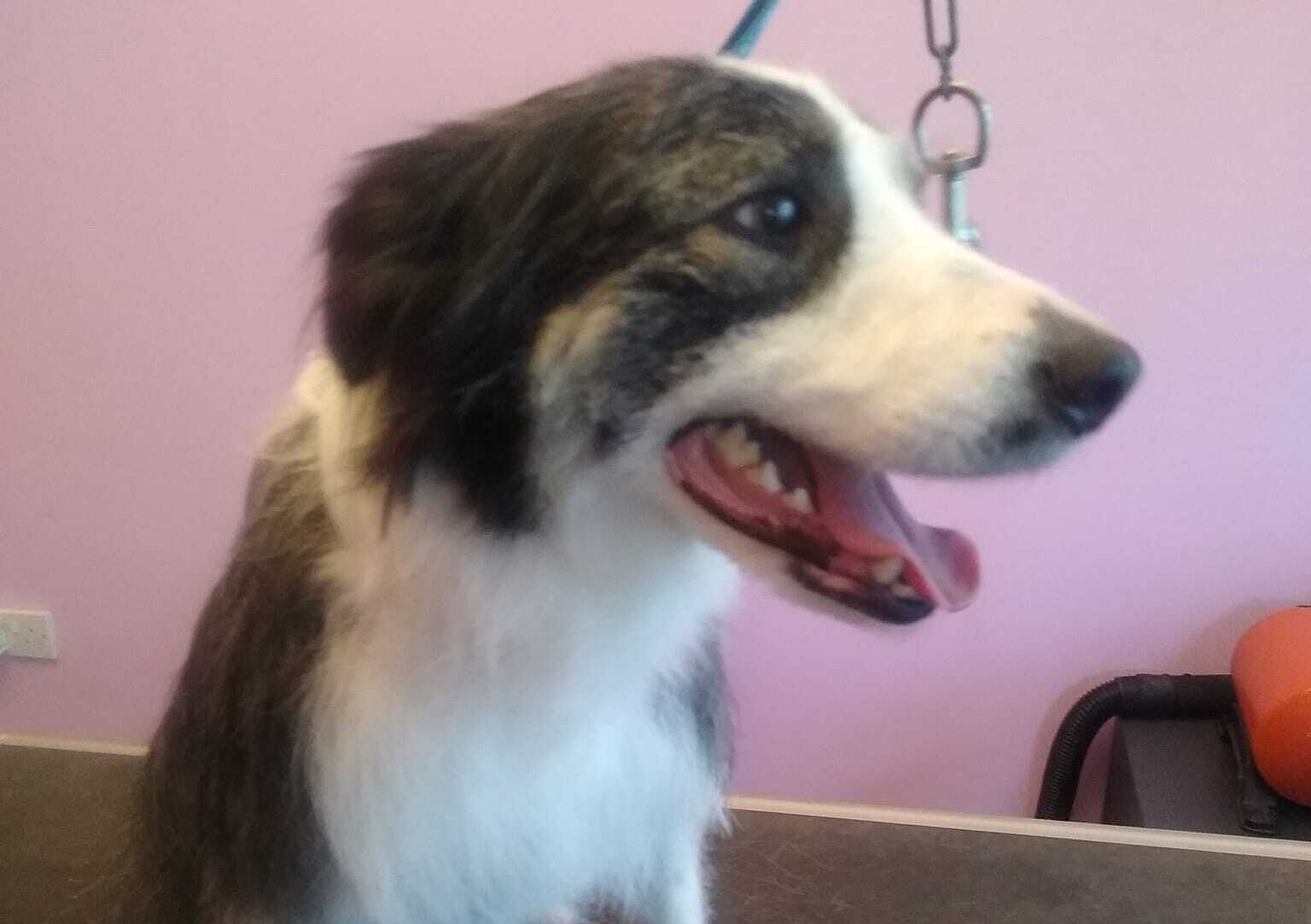 SalonK9 Holistic Spa