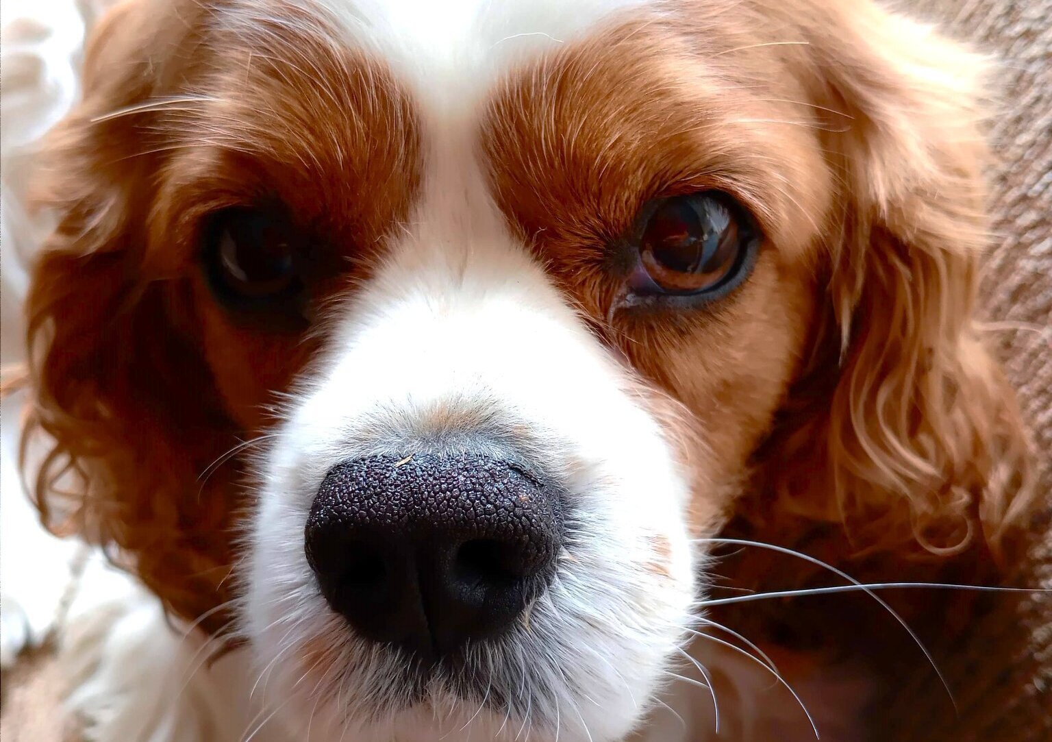 Puppy Love Dog Homestay