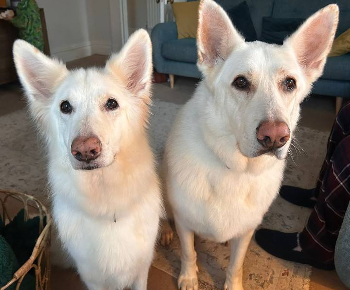 SalonK9 Holistic Spa