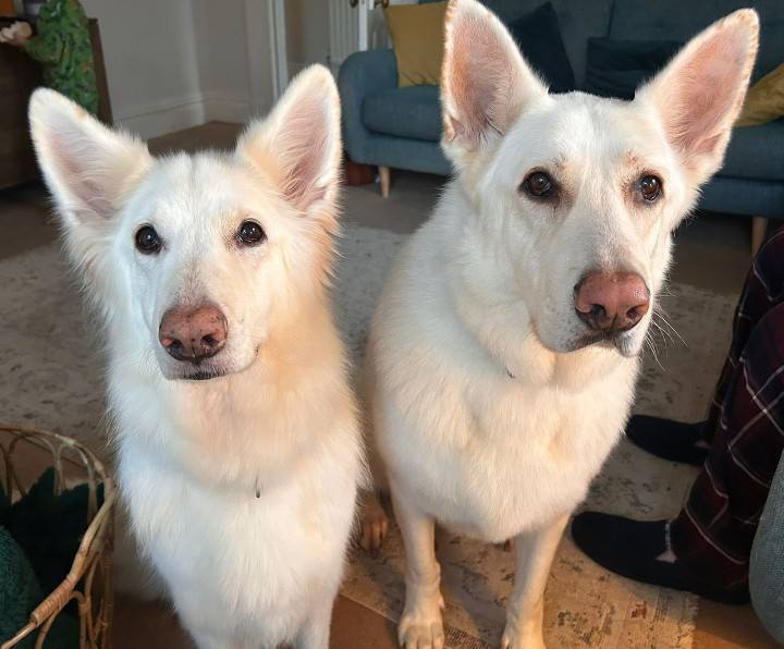 SalonK9 Holistic Spa