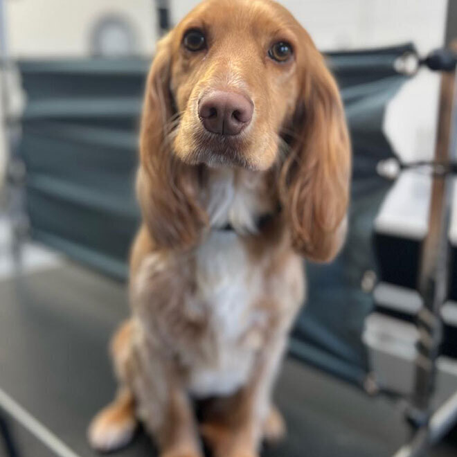 Mucky Paws Dog groomers