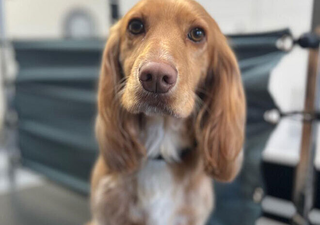 Mucky Paws Dog groomers