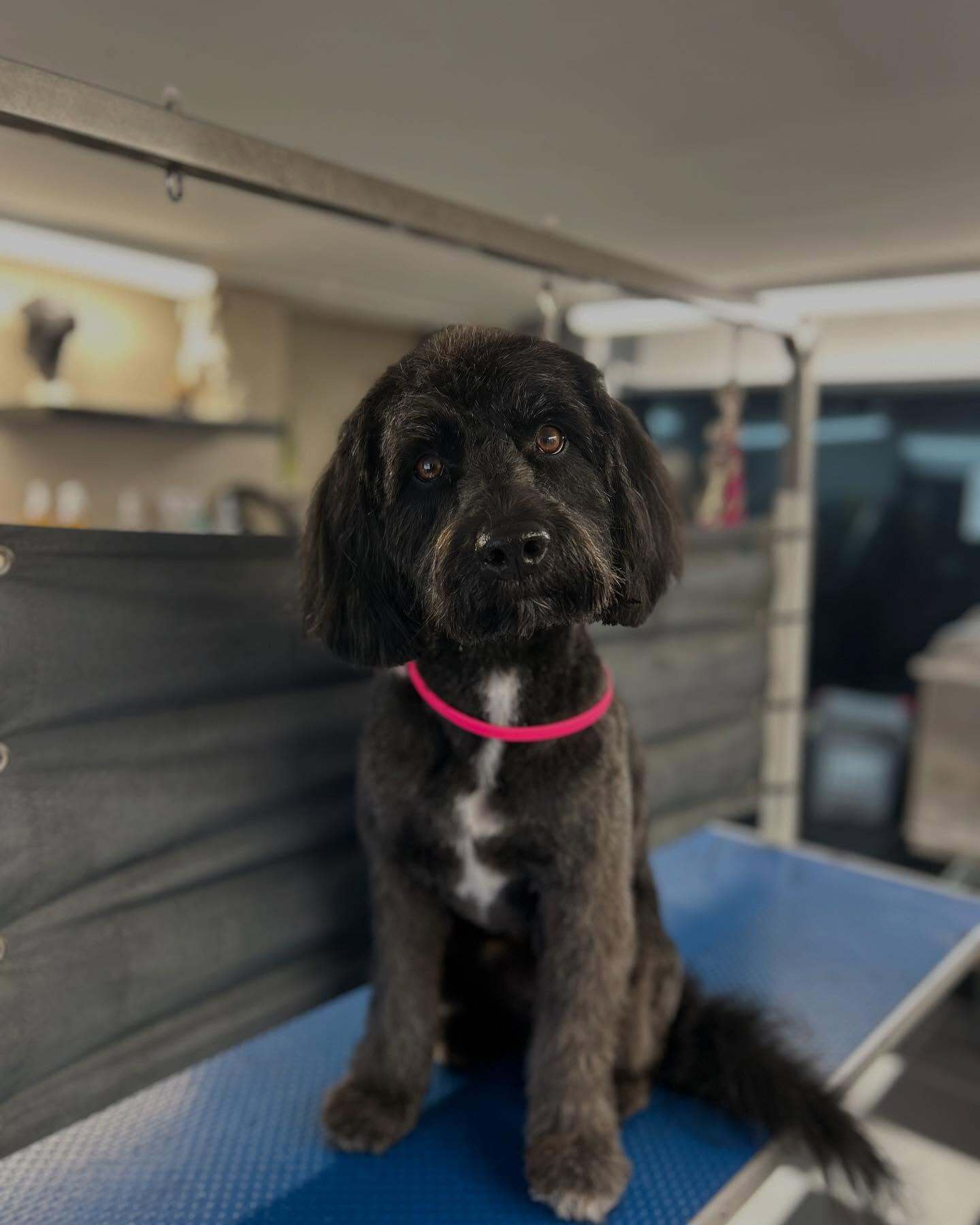 Eden Wood Dog Grooming