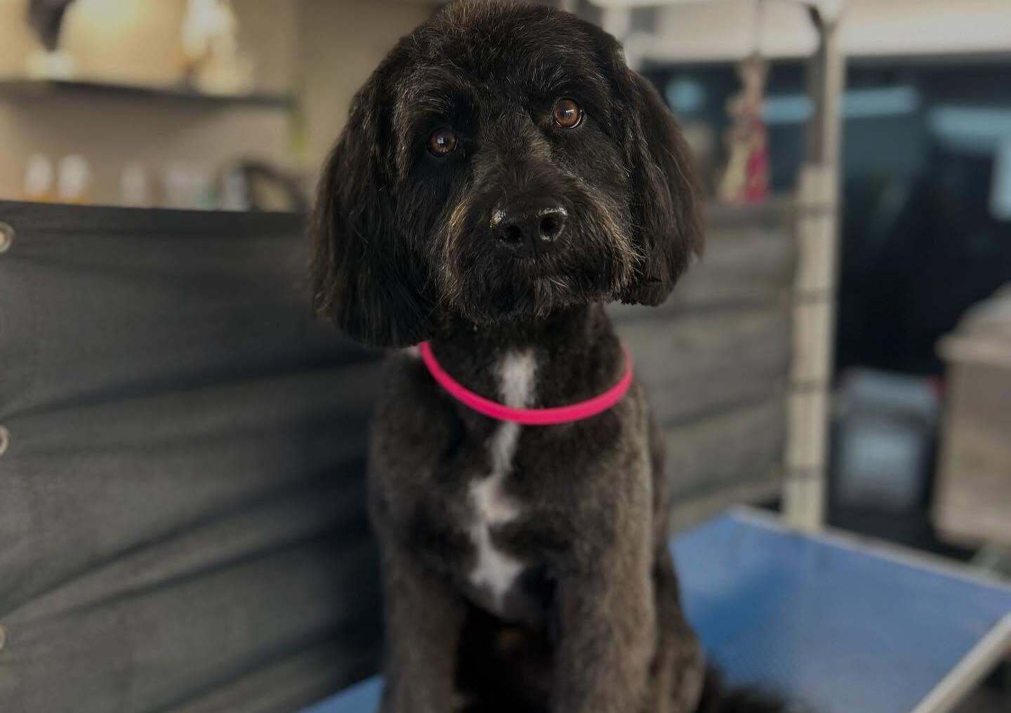 Eden Wood Dog Grooming