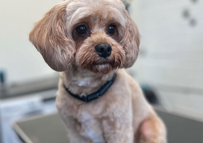 Mucky Paws Dog groomers