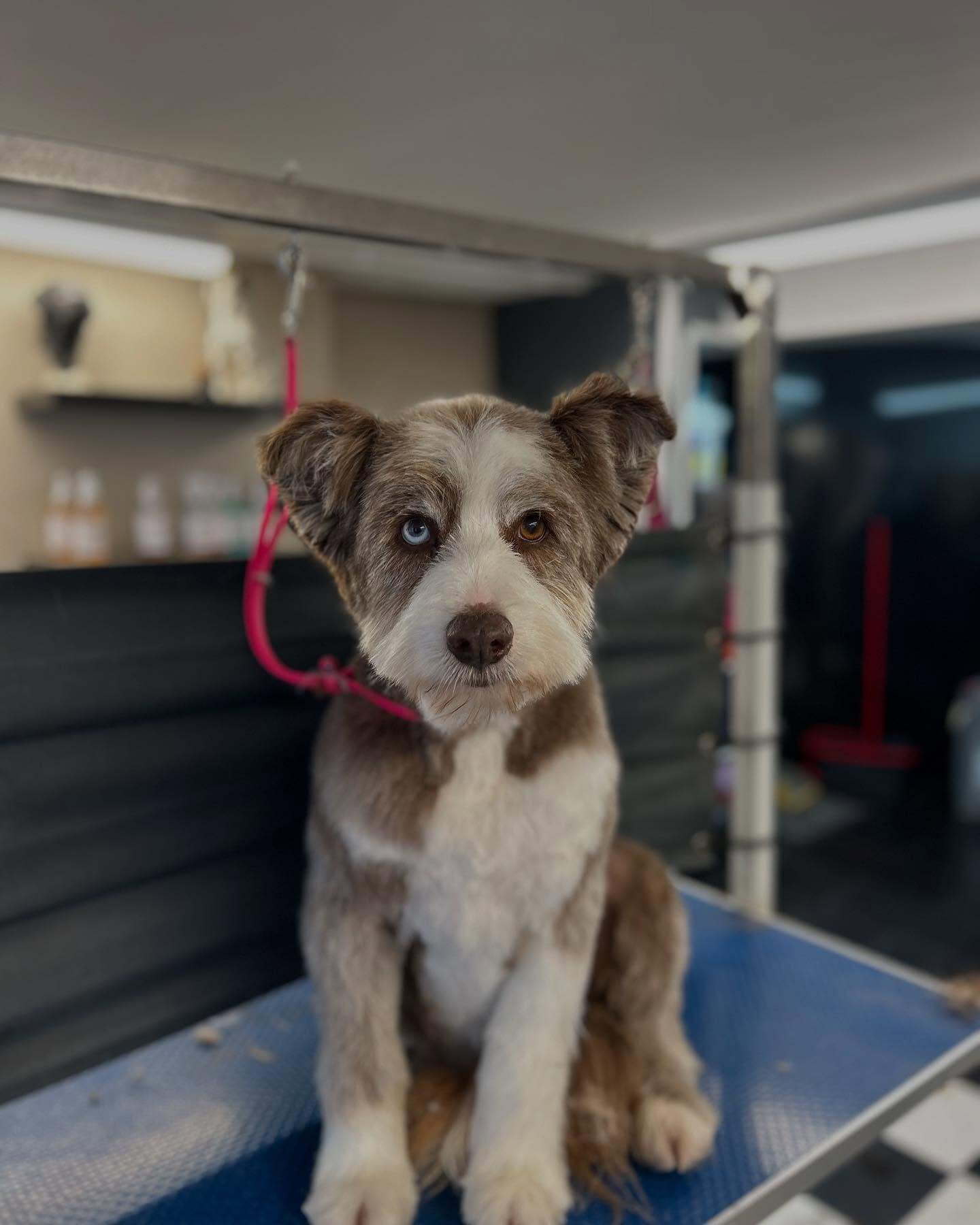 Eden Wood Dog Grooming