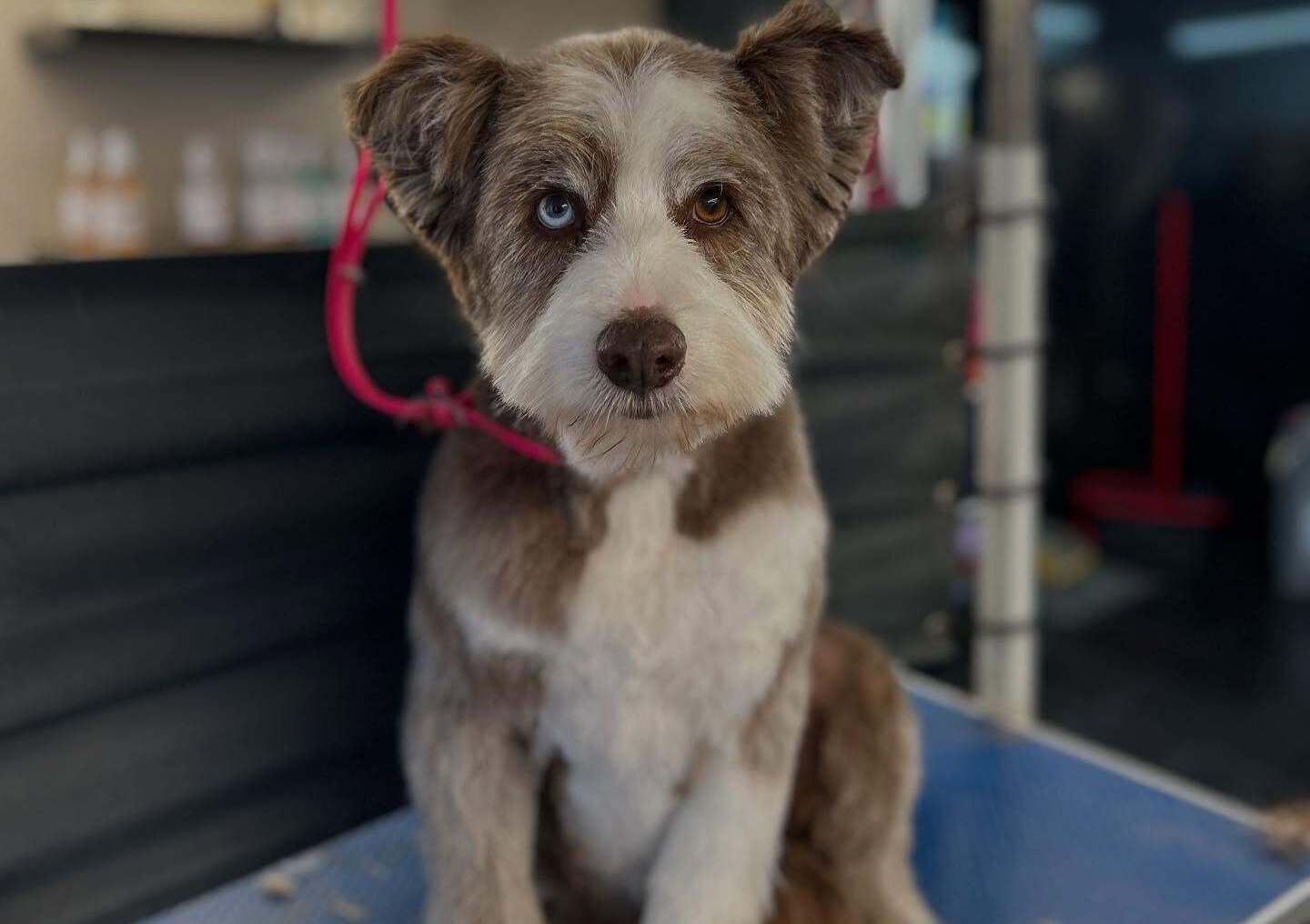 Eden Wood Dog Grooming