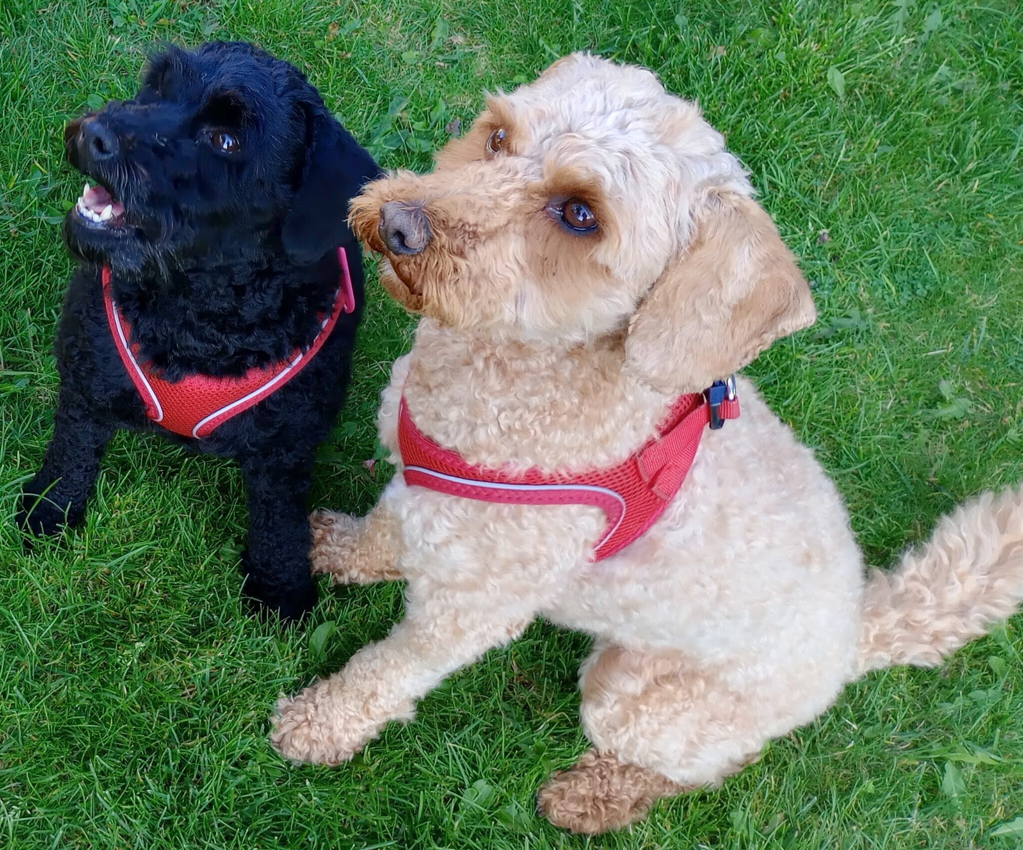 Puppy Love Dog Homestay