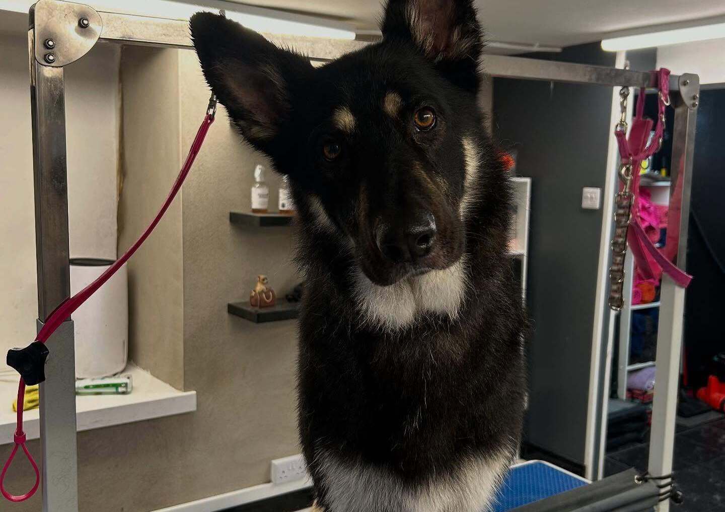 Eden Wood Dog Grooming