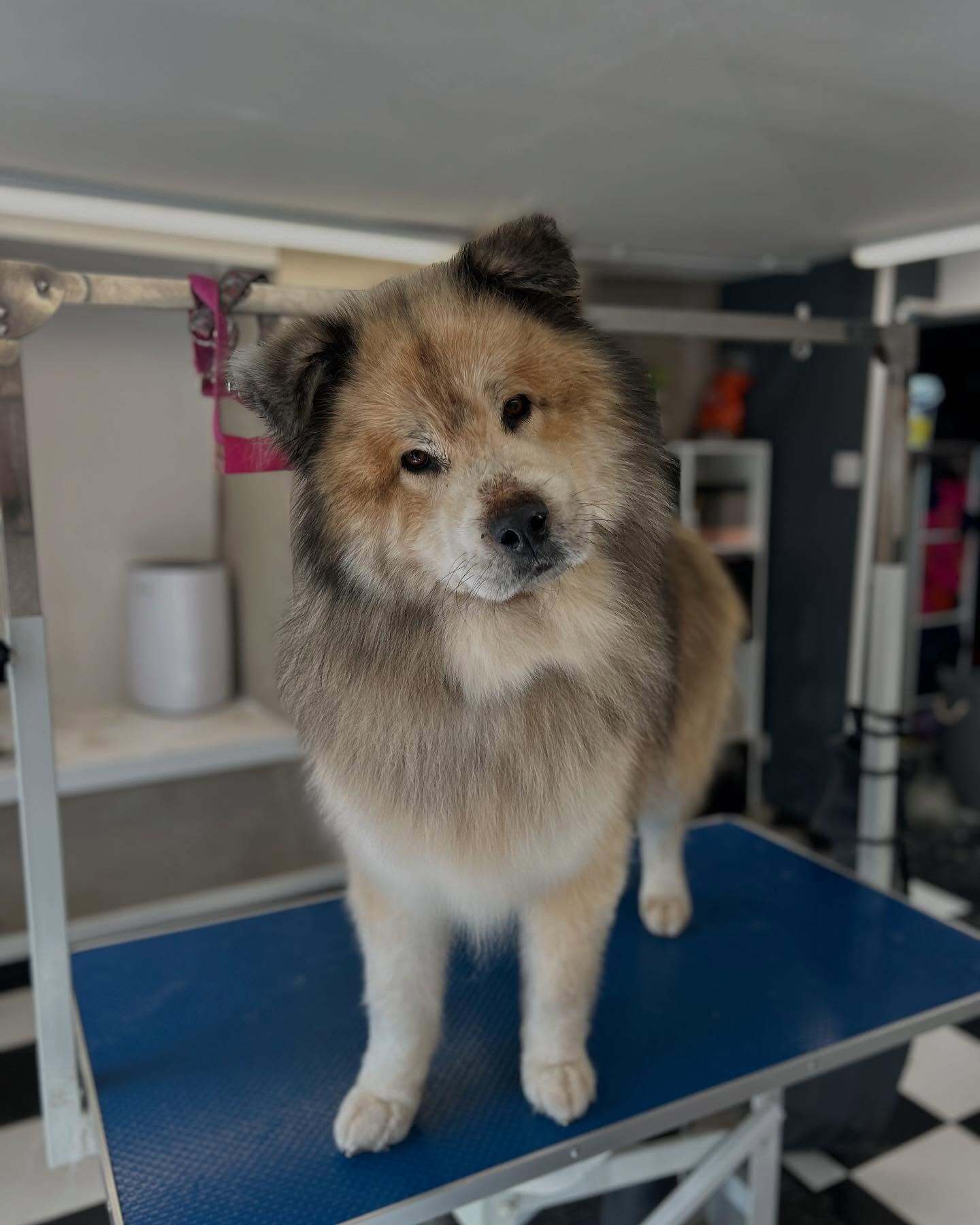 Eden Wood Dog Grooming