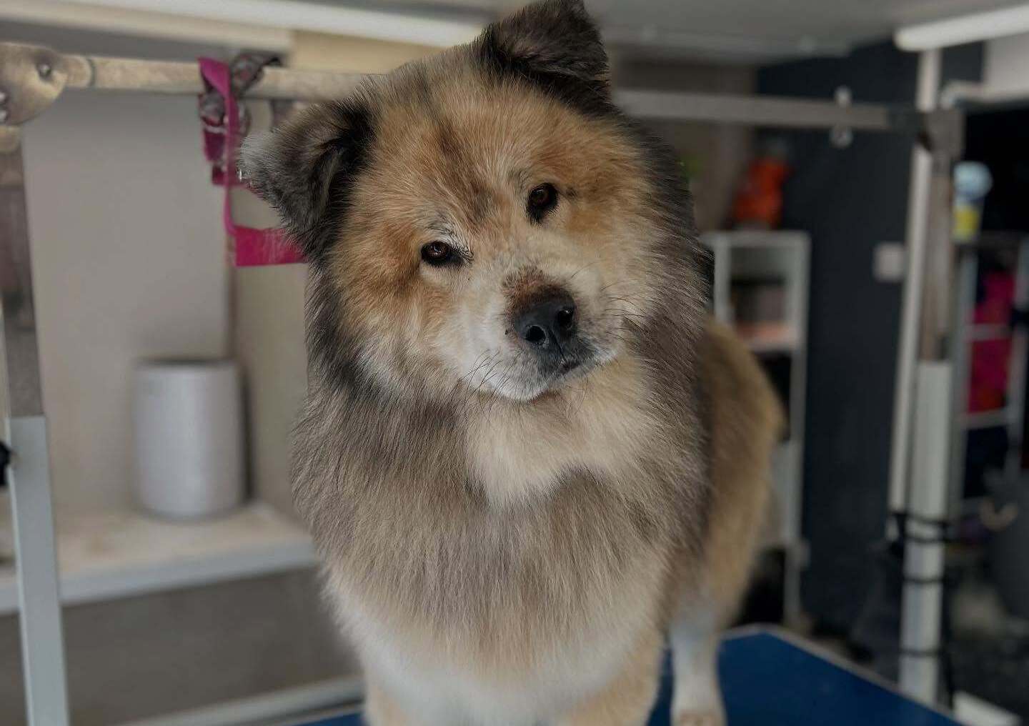 Eden Wood Dog Grooming