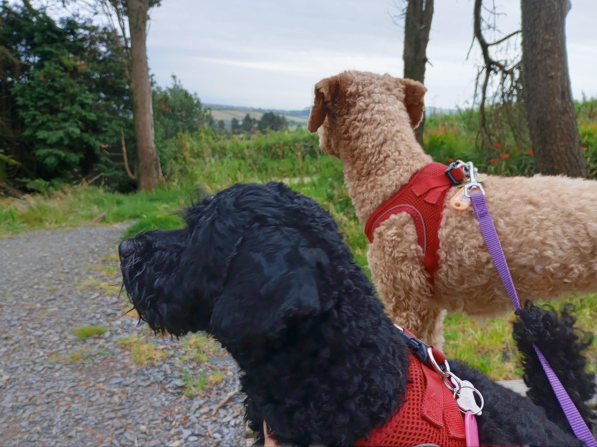 Puppy Love Dog Homestay