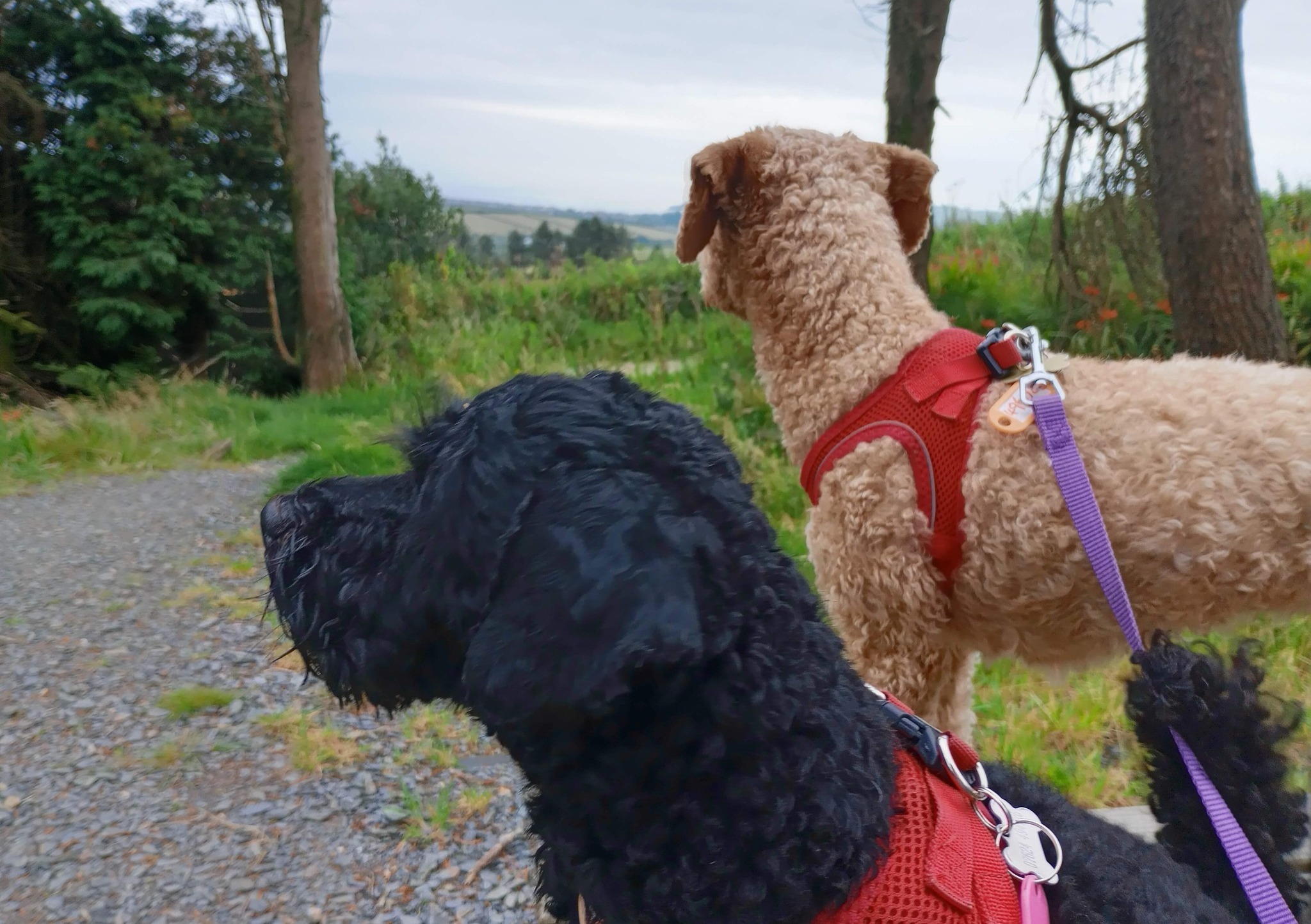 Puppy Love Dog Homestay