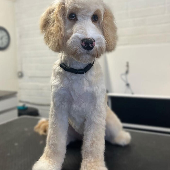 Mucky Paws Dog groomers