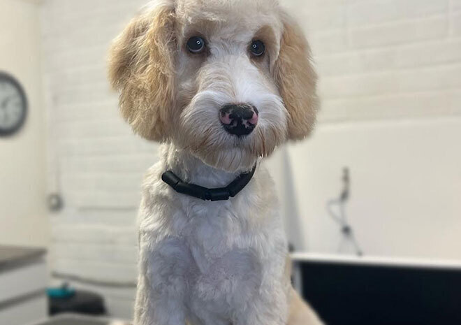 Mucky Paws Dog groomers