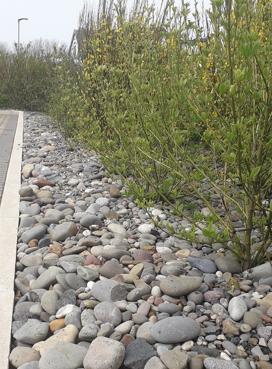 Island Aggregates Ltd