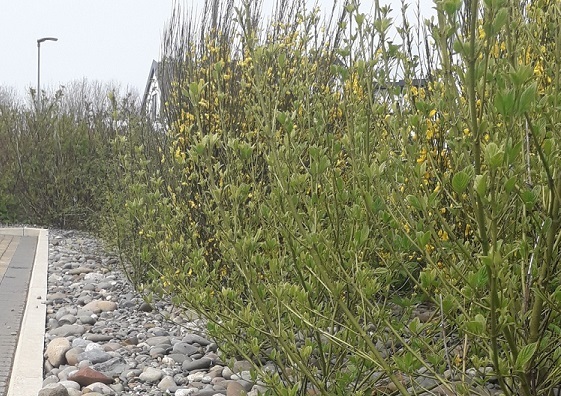 Island Aggregates Ltd