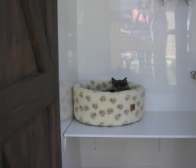 Ballagale Boarding Cattery