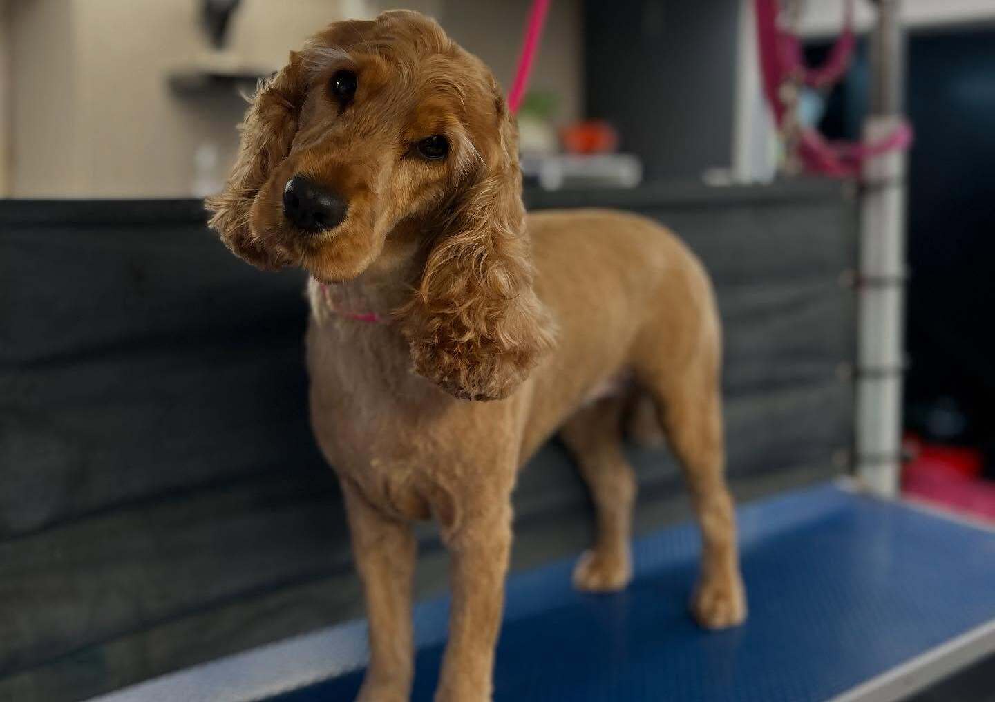 Eden Wood Dog Grooming