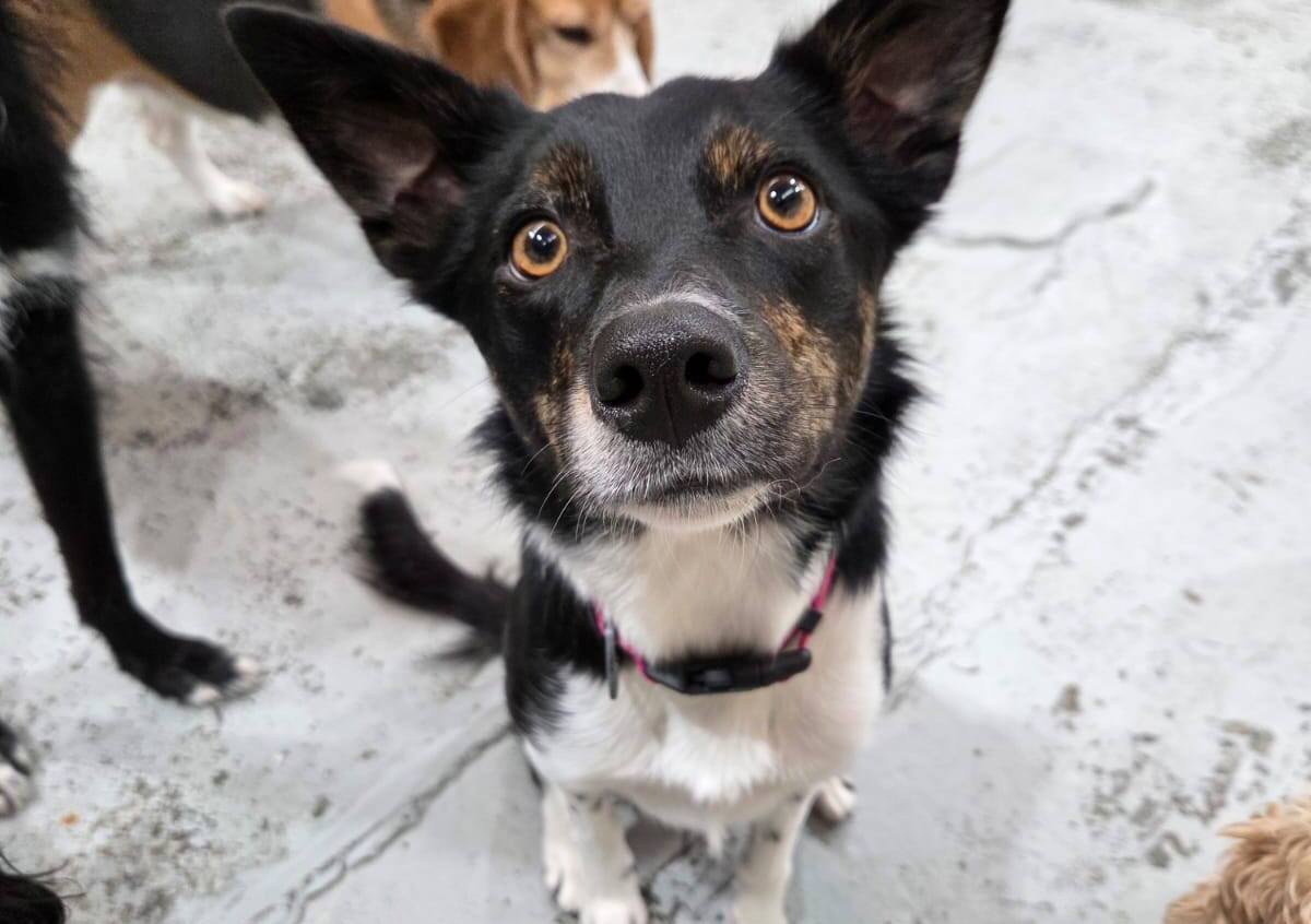 Comfy K9 Doggy Daycare