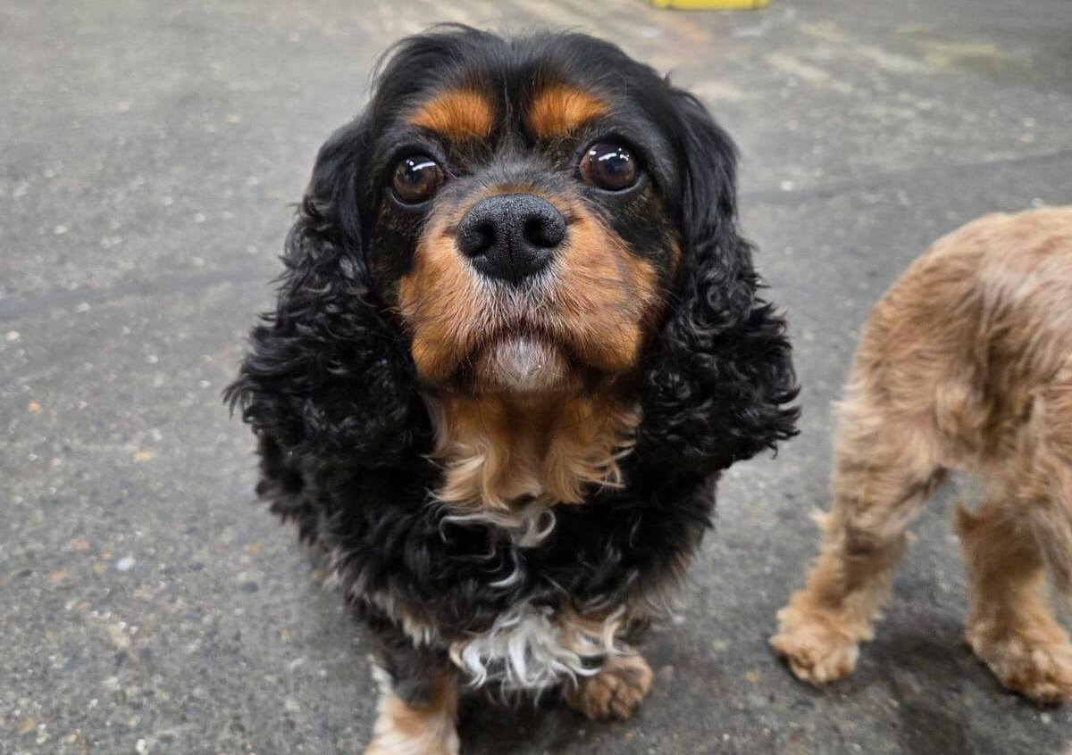 Comfy K9 Doggy Daycare