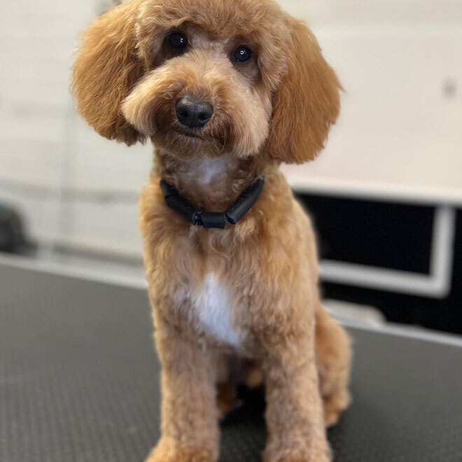 Mucky Paws Dog groomers