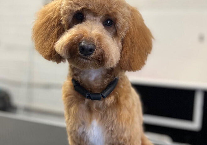 Mucky Paws Dog groomers