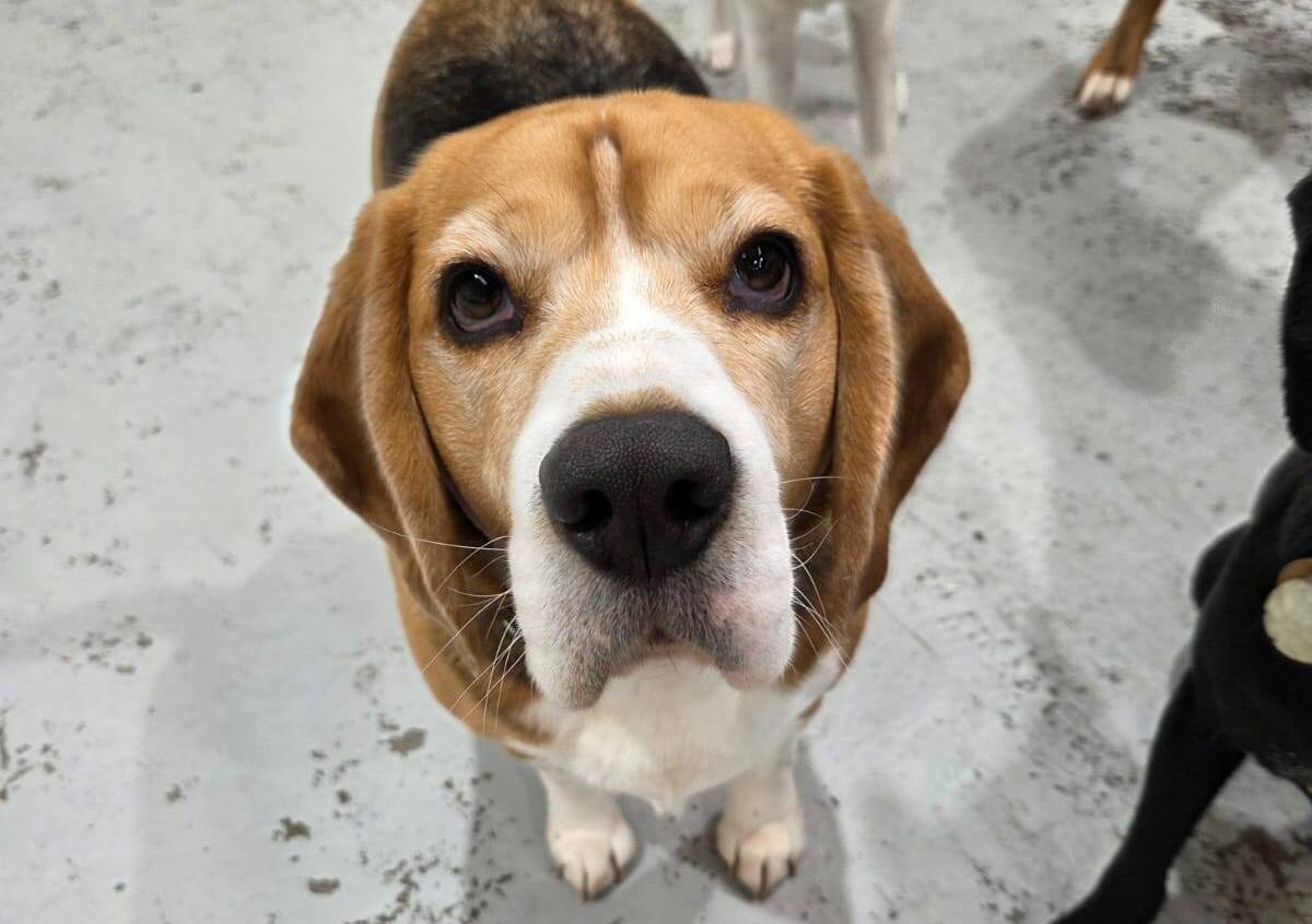 Comfy K9 Doggy Daycare