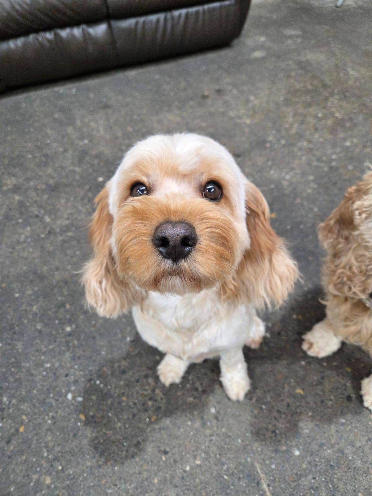 Comfy K9 Doggy Daycare