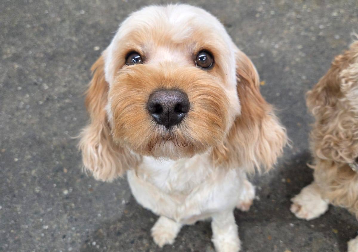 Comfy K9 Doggy Daycare