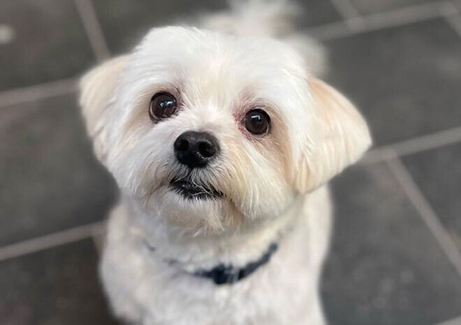 Mucky Paws Dog groomers