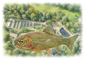 Cornaa Fish Farm Open Days