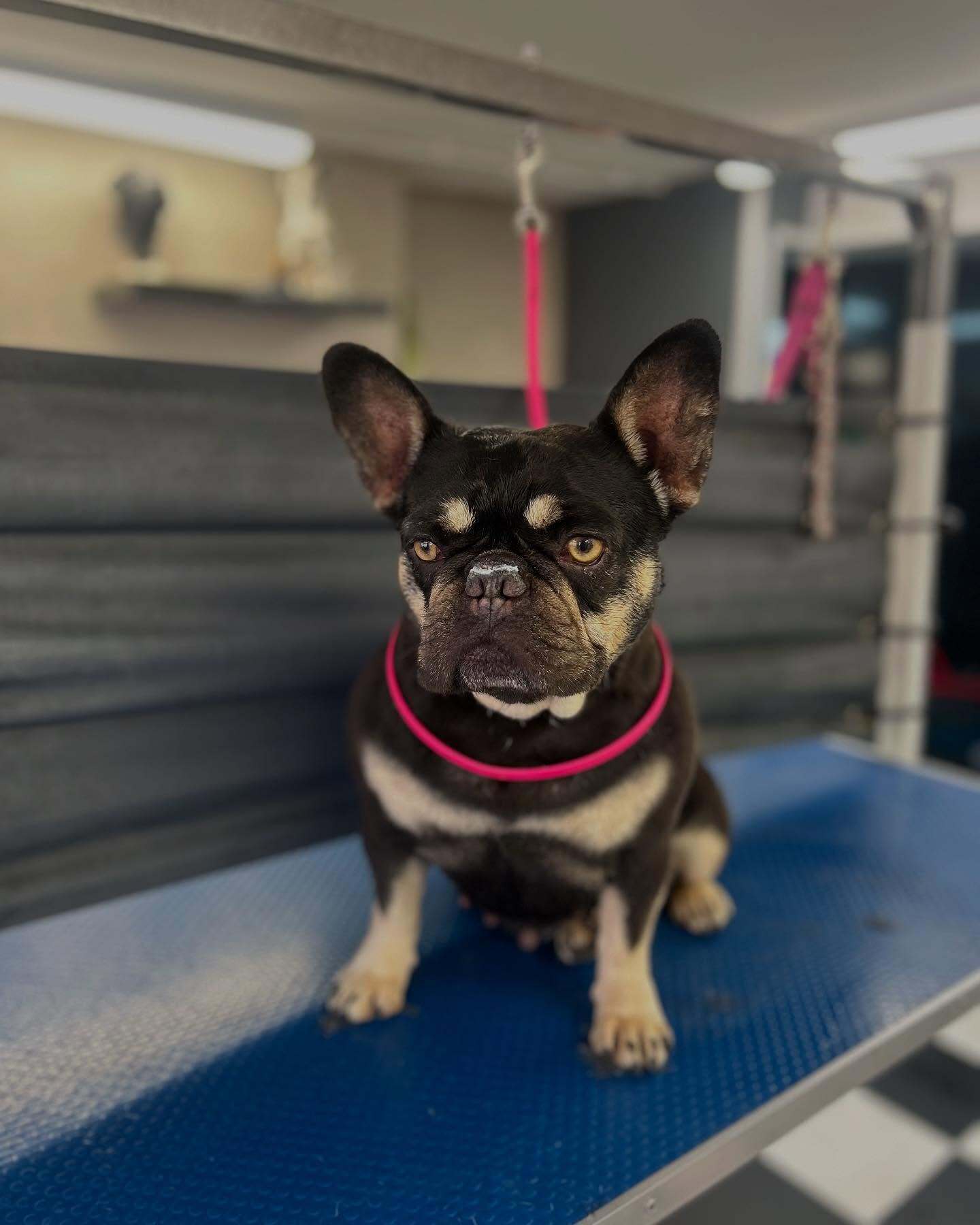 Eden Wood Dog Grooming