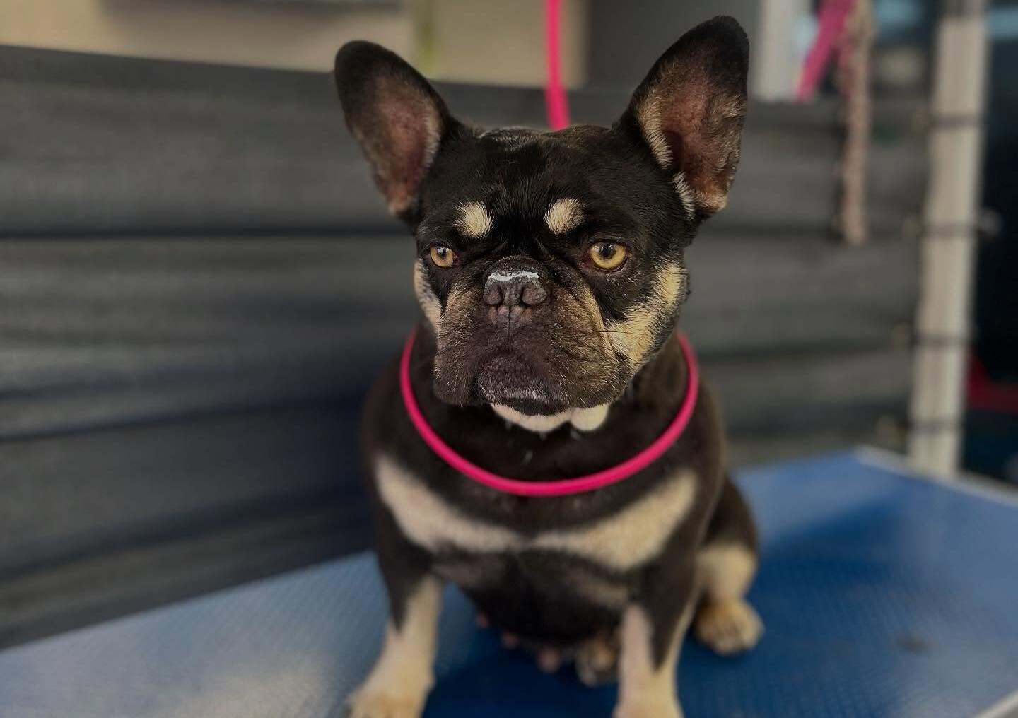 Eden Wood Dog Grooming