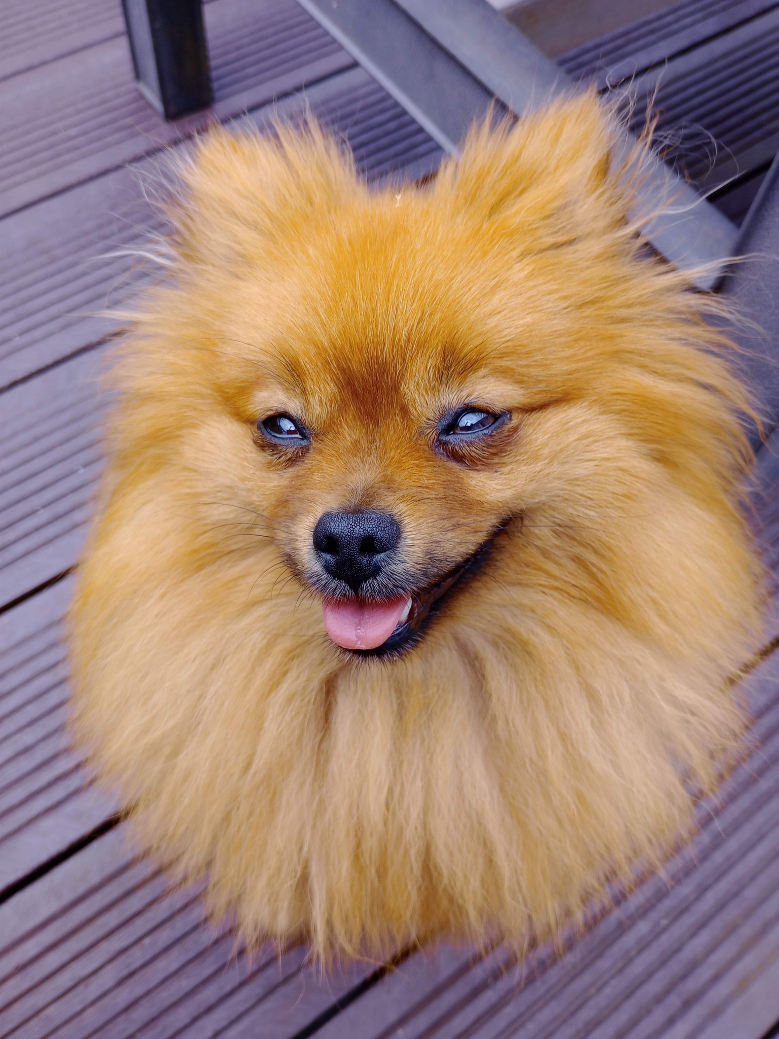 Puppy Love Dog Homestay