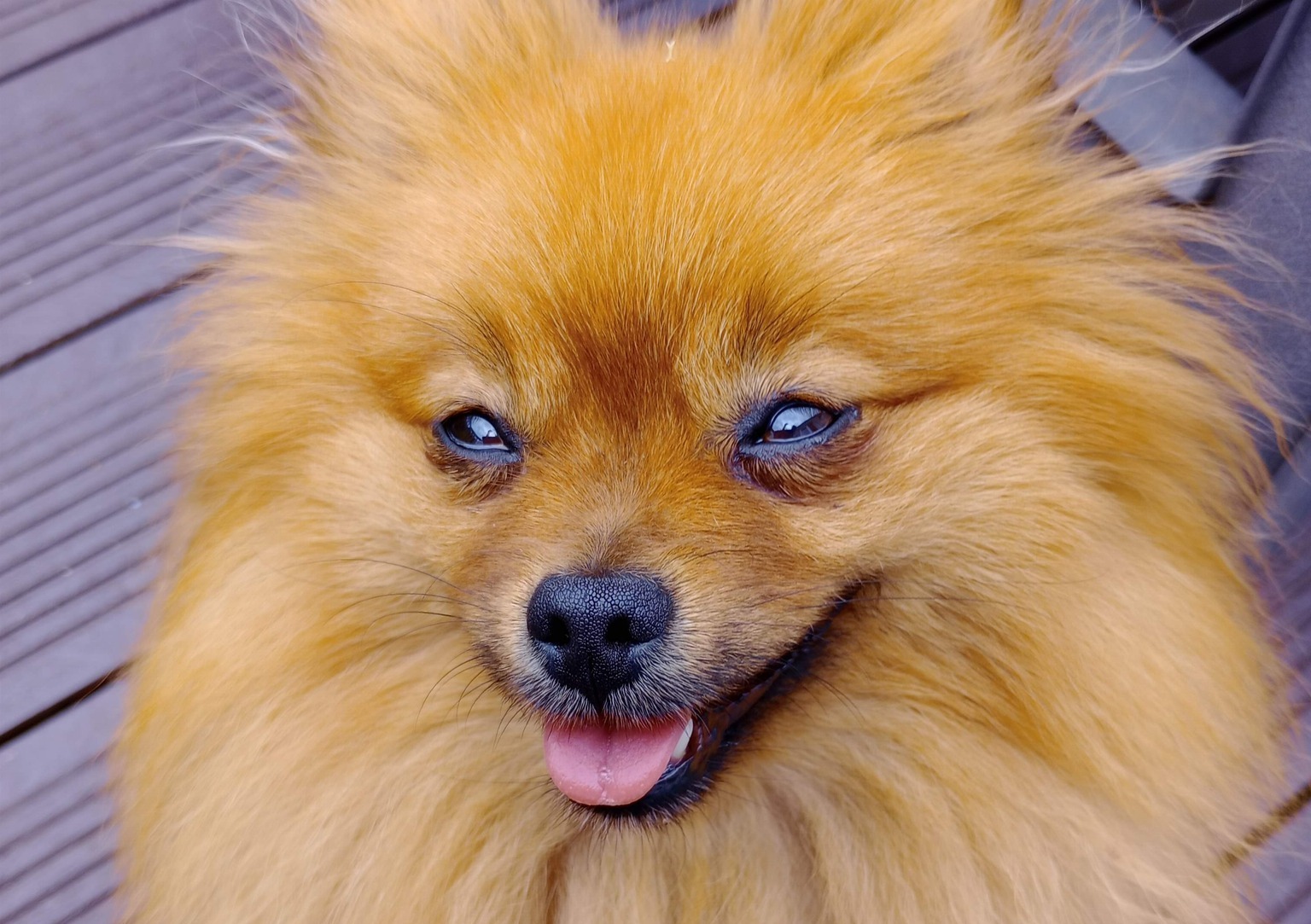 Puppy Love Dog Homestay