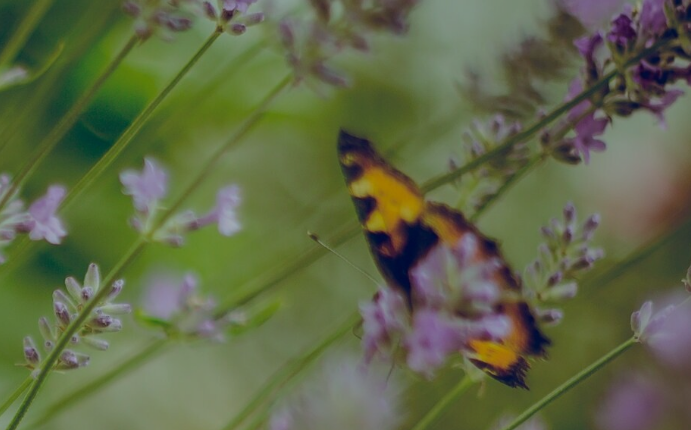 Kirby Park Garden Centre & Coffee Shop