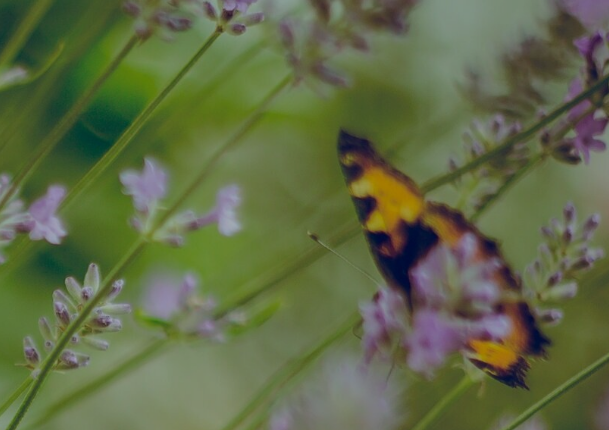 Kirby Park Garden Centre & Coffee Shop
