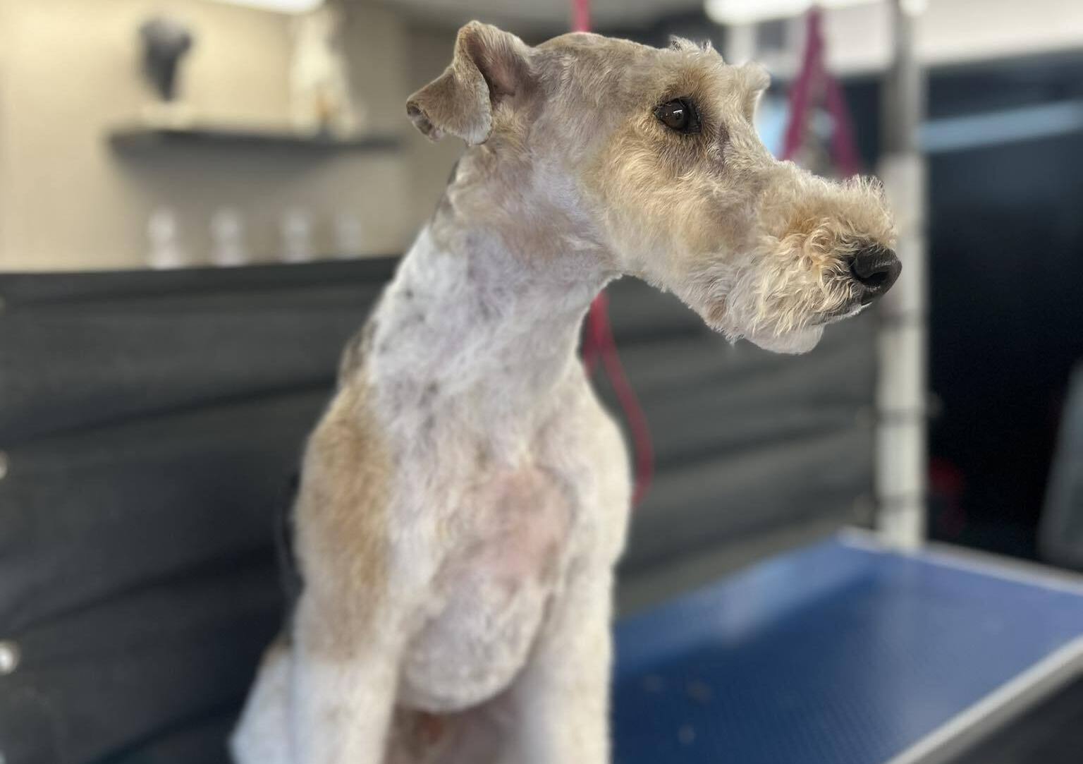 Eden Wood Dog Grooming