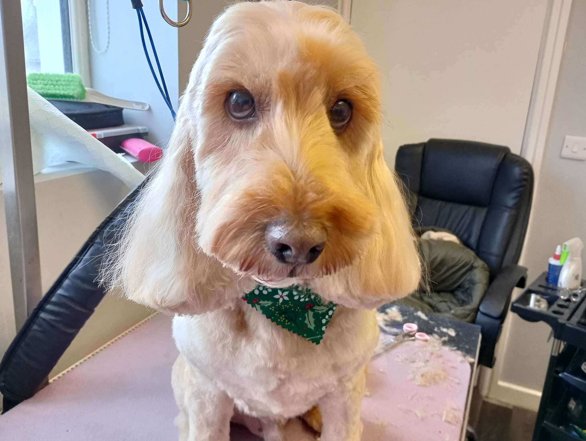 SalonK9 Holistic Spa