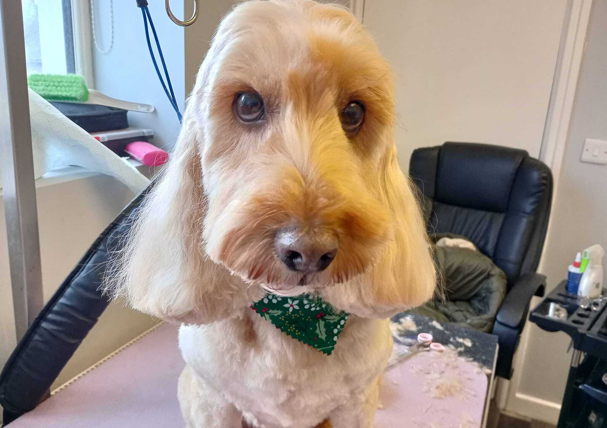 SalonK9 Holistic Spa