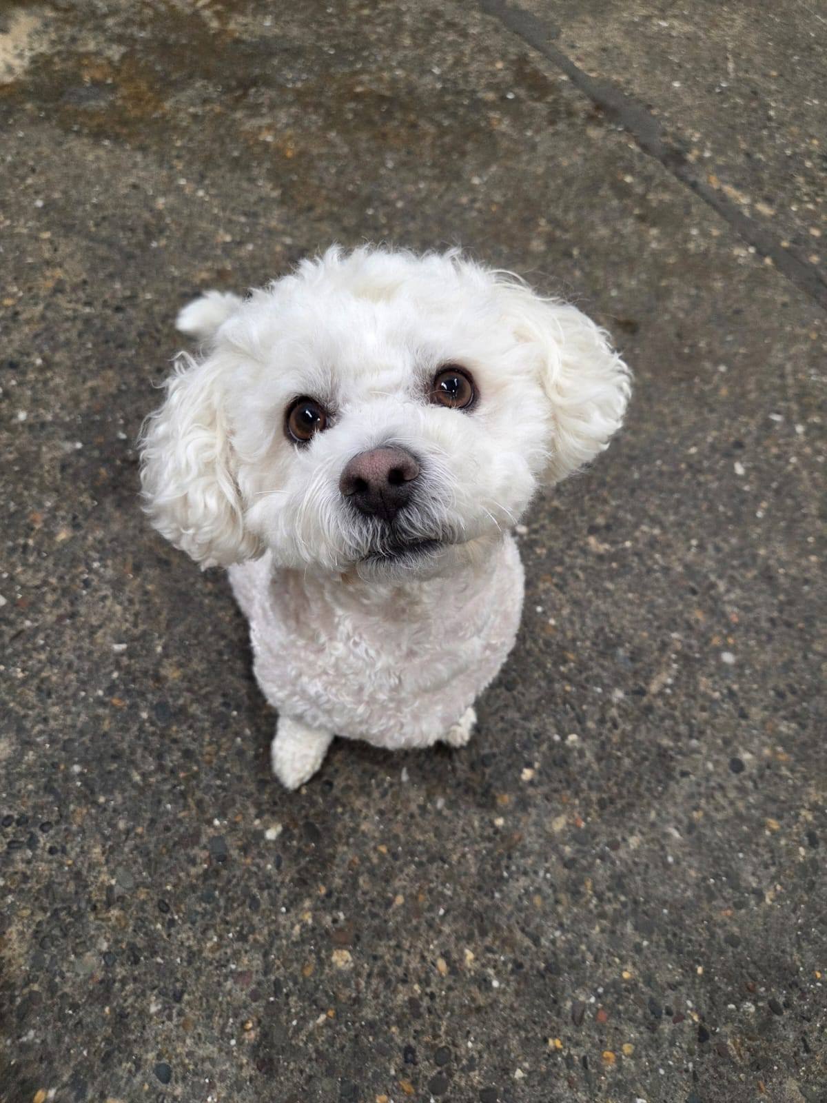 Comfy K9 Doggy Daycare