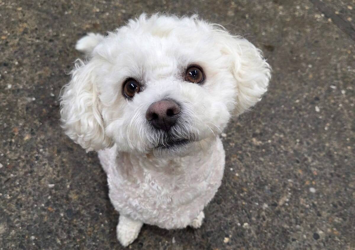 Comfy K9 Doggy Daycare