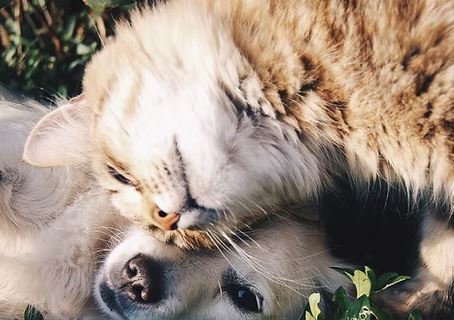 Care and Cuddles Pet Services