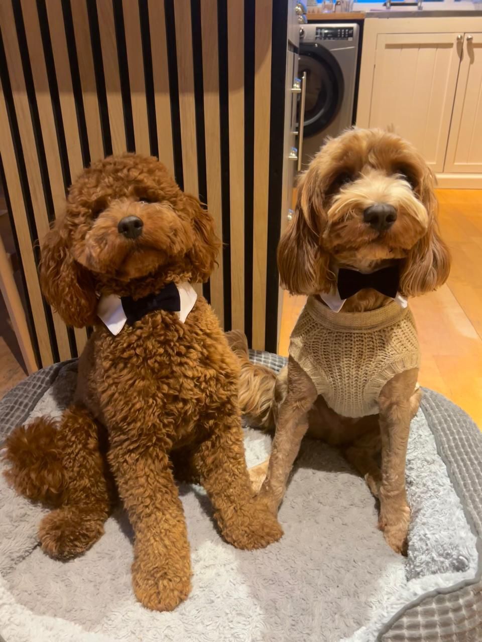 SalonK9 Holistic Spa