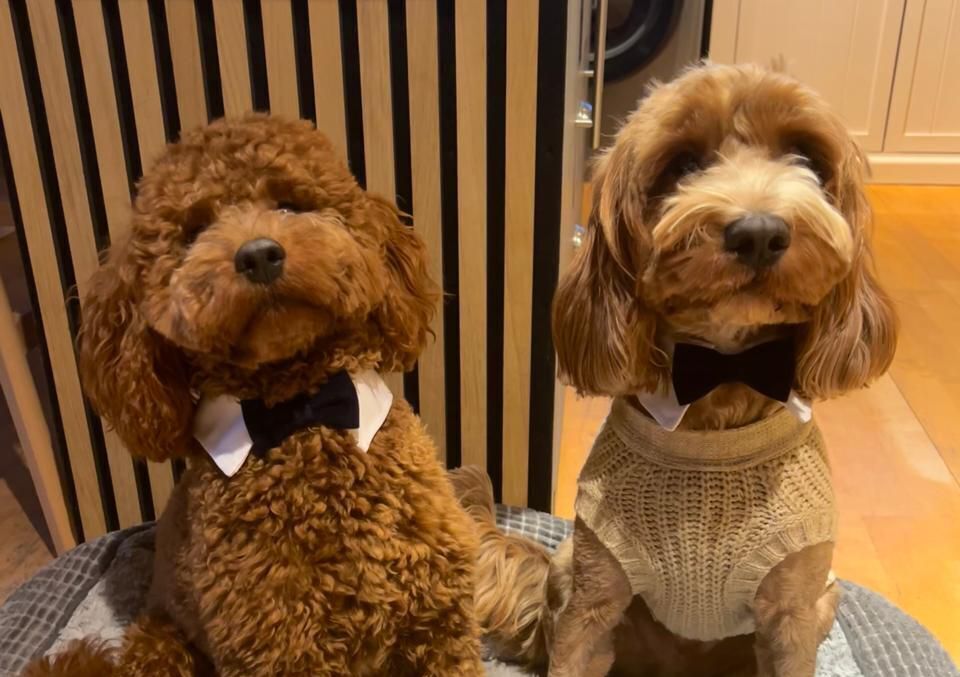 SalonK9 Holistic Spa