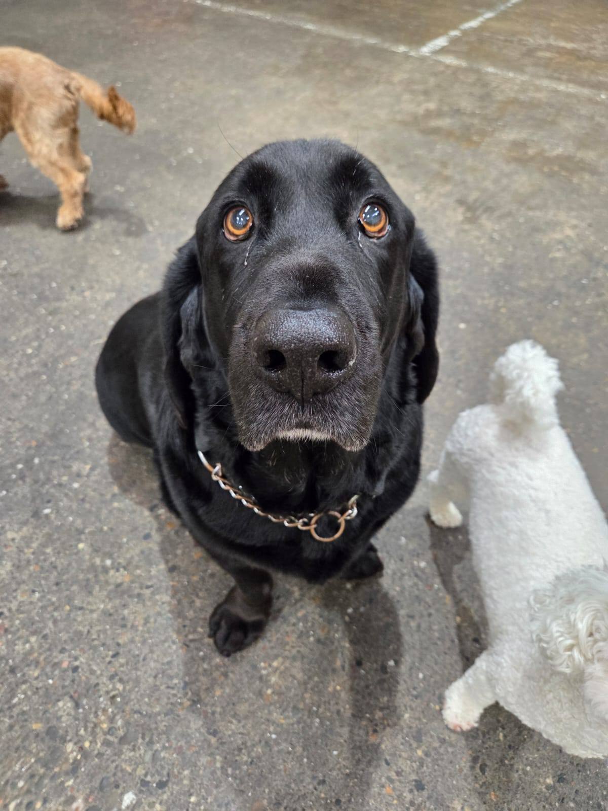 Comfy K9 Doggy Daycare